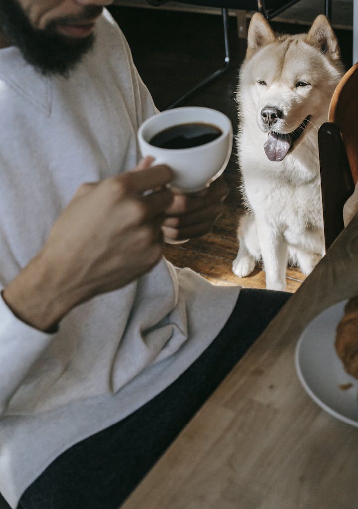 Akita Inu sitting and looking at crop ethnic man in casual clothes sitting at table and drinking cup of coffee