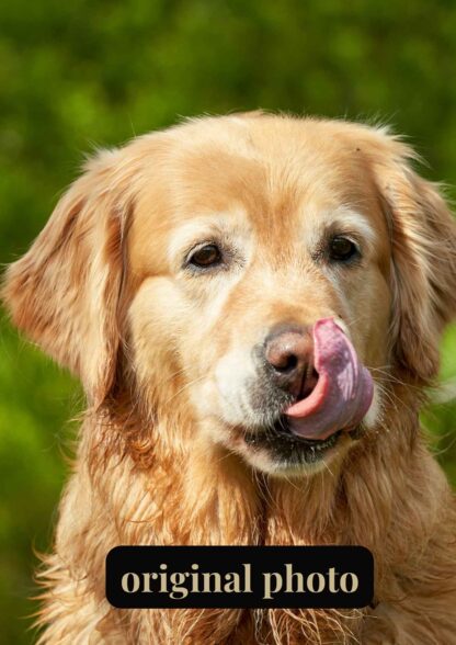 Original photo of a golden retriever used for custom pet portrait