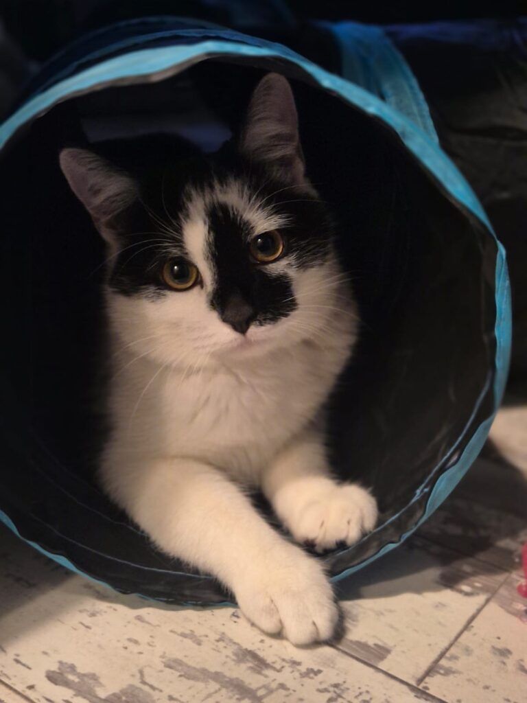 Original photo of a black-and-white cat sitting inside a cat tunnel.
