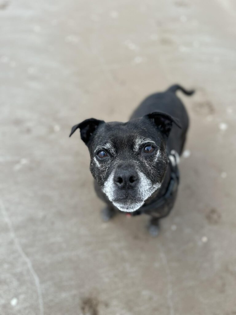 portrait oOriginal photo of a black Staffordshire Bull Terrier standing outdoors on concrete.f a staffie Ellie