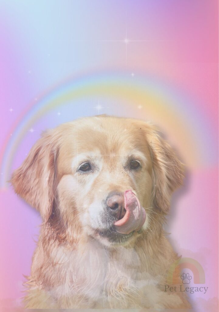 Rainbow Bridge pet portrait of a golden retriever with a pastel rainbow background and soft glowing stars.
