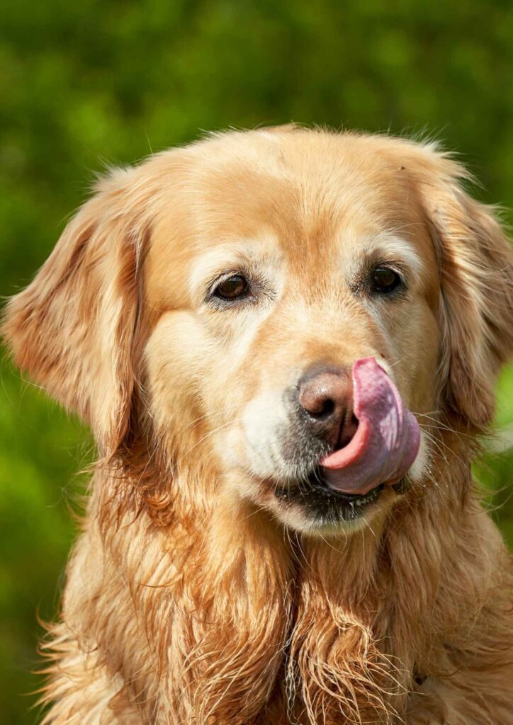 A golden retriever with wet fur looks toward the camera, licking their nose with their tongue against a blurred green background.