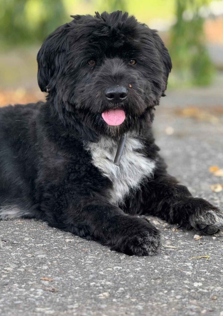 Black fluffy dog lying outdoors on a paved surface with its tongue out.
