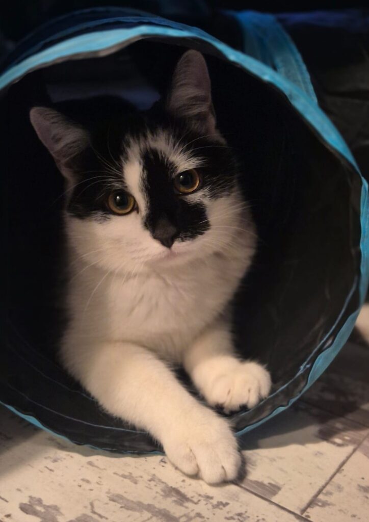 Black and white cat sitting inside a play tunnel, looking directly at the camera.