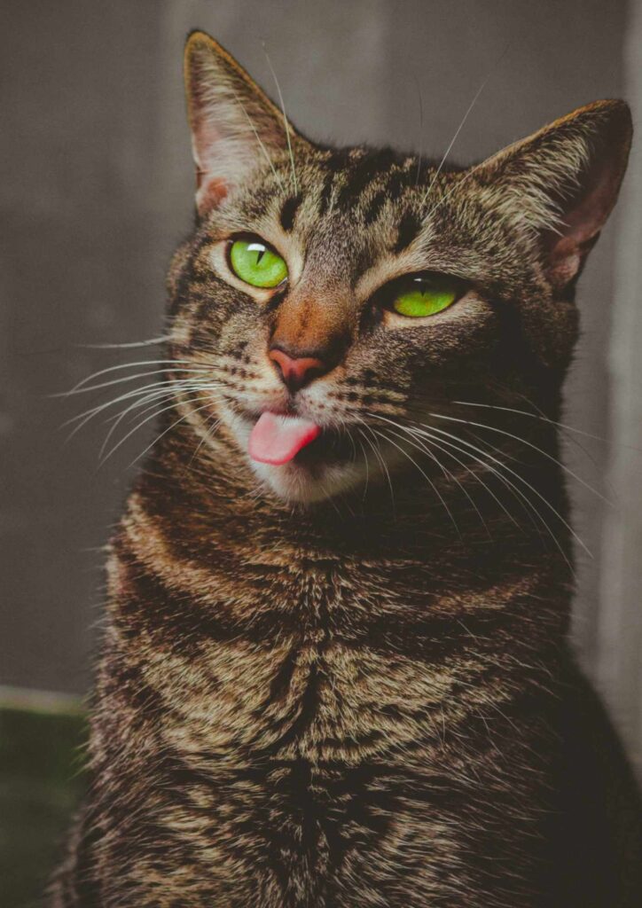 Tabby cat with bright green eyes sticking its tongue out while looking at the camera.