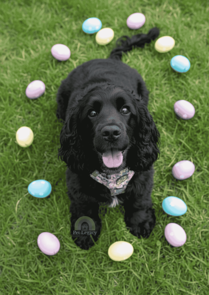 Photorealistic Easter pet portrait of a black dog on grass surrounded by pastel eggs.