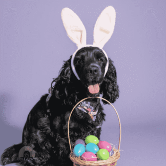 Photorealistic studio Easter portrait of a black dog wearing bunny ears with a basket of colourful eggs.