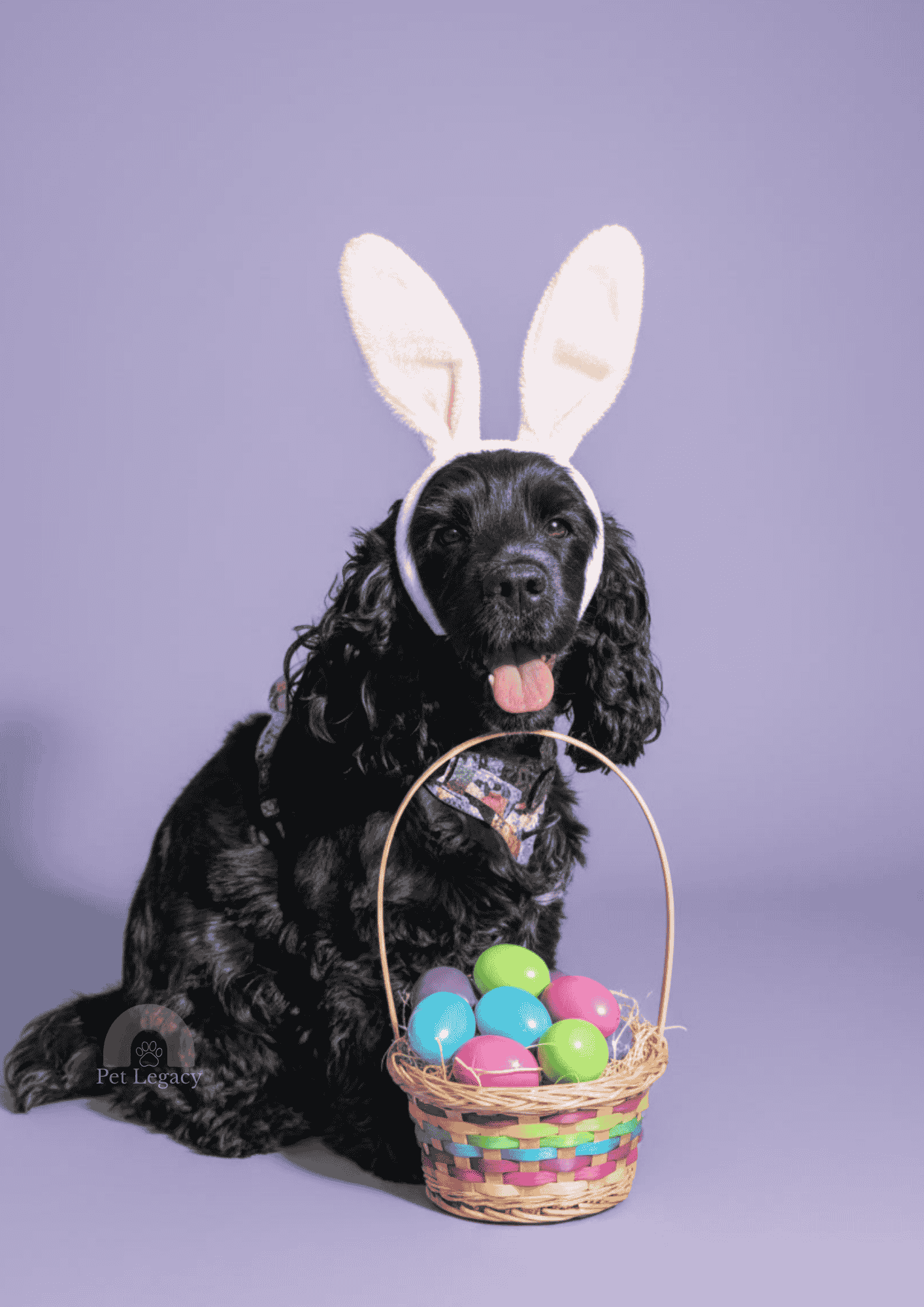 Photorealistic studio Easter portrait of a black dog wearing bunny ears with a basket of colourful eggs.